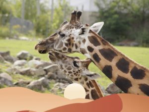 activité famille girafes safari