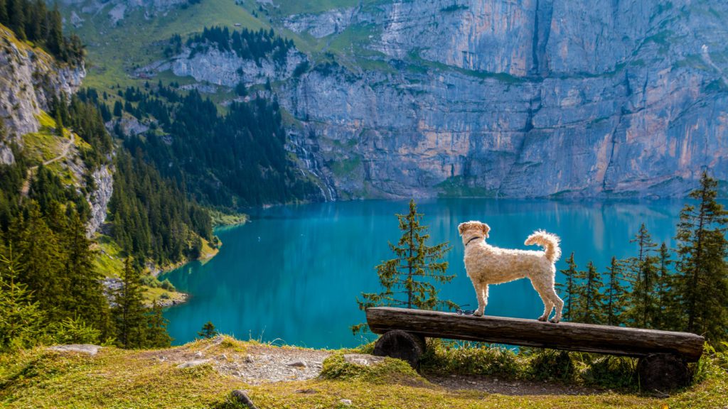 chien observe nature paysage en voyage ecotourisme