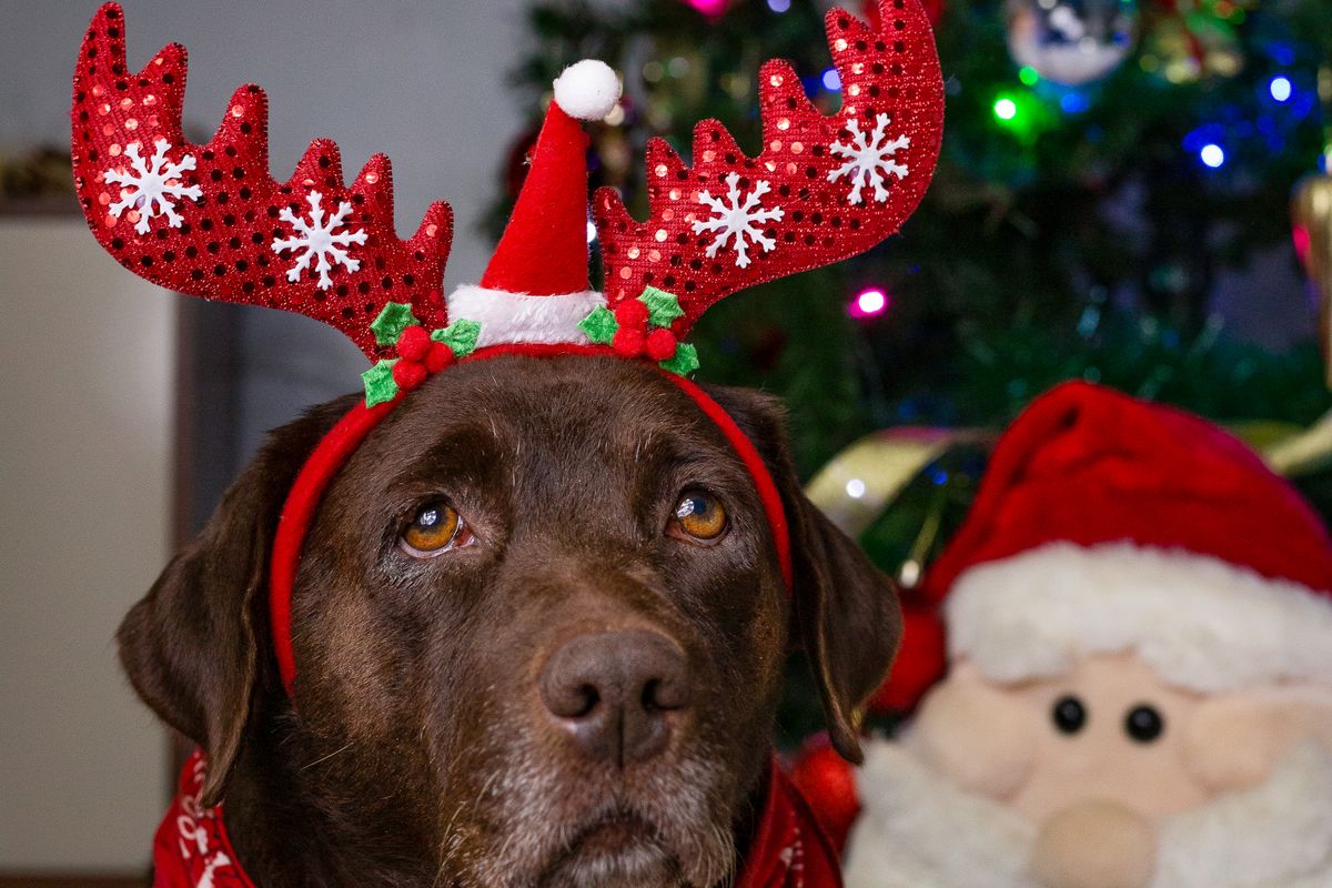 Chien brun coiffé de bois de renne rouges, à côté d'un Père Noël en peluche, devant un sapin illuminé